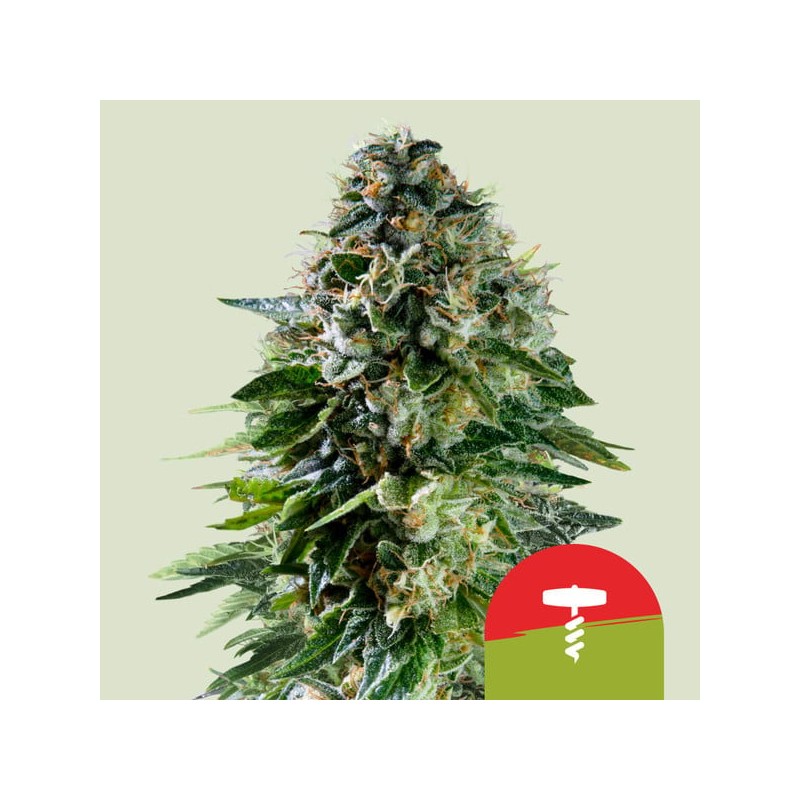 CORKSCREW AUTO TYSON · Royal Queen Seeds · cannabis seeds · AutoFem