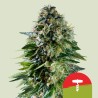 CORKSCREW AUTO TYSON · Royal Queen Seeds · sementes de maconha · AutoFem