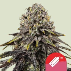 DYNAMITE DIESEL · Royal Queen Seeds · kenevir tohum · Disi · Fem