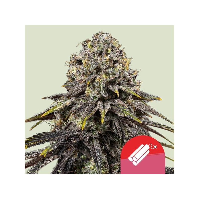 DYNAMITE DIESEL · Royal Queen Seeds · kenevir tohum · Disi · Fem