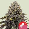 DYNAMITE DIESEL · Royal Queen Seeds · graines de cannabis · Fem