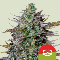 GOATLATO AUTO TYSON · Royal Queen Seeds · kaufen cannabis samen · AutoFem