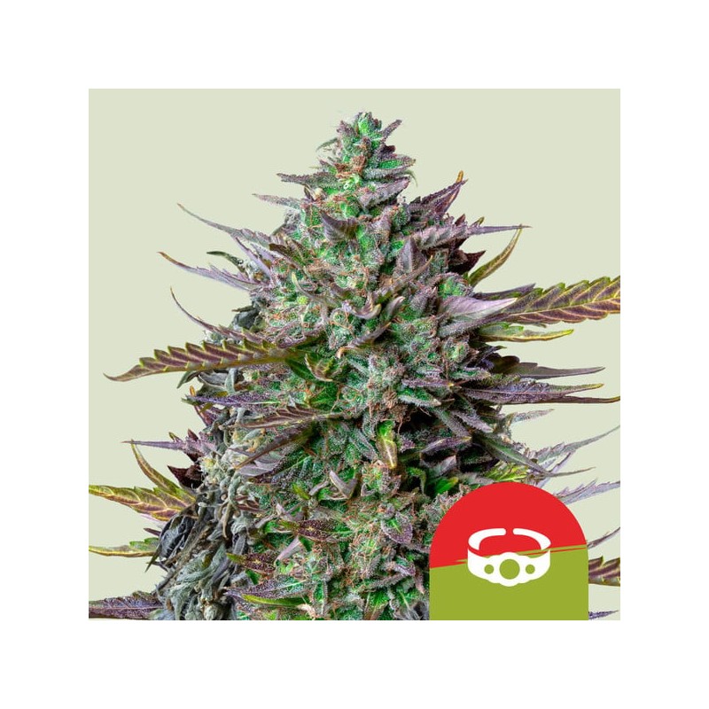 GOATLATO AUTO TYSON · Royal Queen Seeds · sementes de maconha · AutoFem