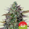 GOATLATO AUTO TYSON ·  Royal Queen Seeds · kenevir tohum · Disi · AutoFem