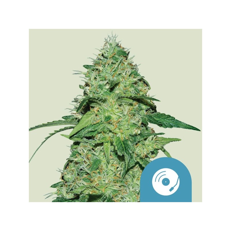 JOANNE'S CBD · Royal Queen Seeds · cannabis seeds · Fem