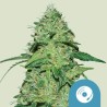 JOANNE'S CBD · Royal Queen Seeds · cannabis seeds · Fem