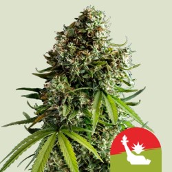 NYC SOUR D AUTO TYSON · Royal Queen Seeds · graines de cannabis · AutoFem