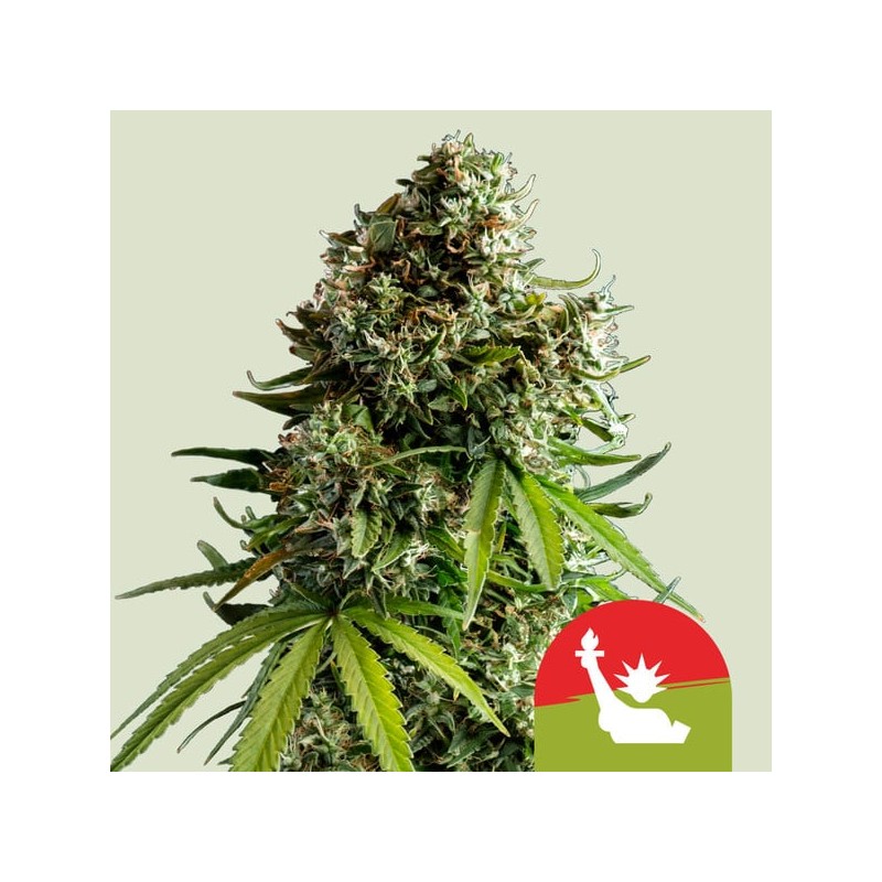 NYC SOUR D AUTO TYSON · Royal Queen Seeds · cannabis seeds · AutoFem