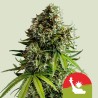 NYC SOUR D AUTO TYSON · Royal Queen Seeds · graines de cannabis · AutoFem