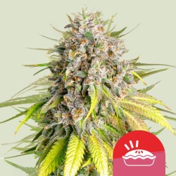 PUNCH PIE TYSON · Royal Queen Seeds · sementes de maconha · Fem