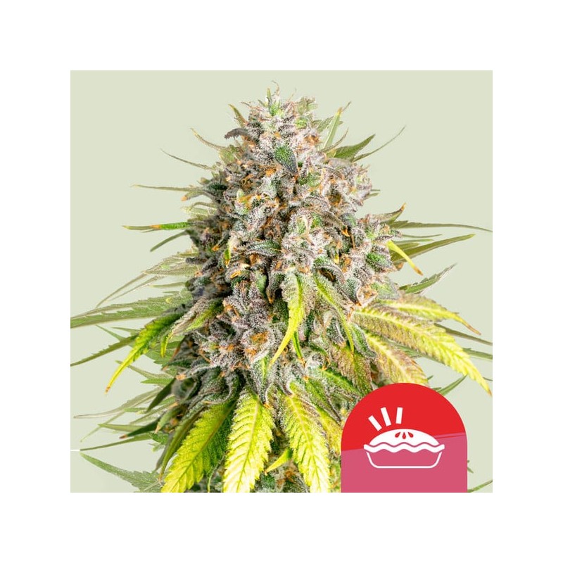 PUNCH PIE TYSON · Royal Queen Seeds · graines de cannabis · Fem