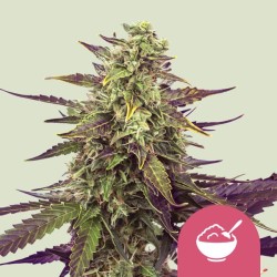 CEREAL MILK · Royal Queen Seeds · kenevir tohum · Disi · Fem