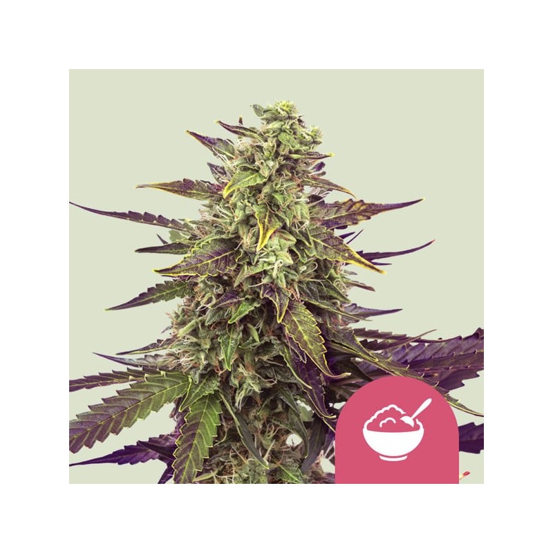 CEREAL MILK · Royal Queen Seeds · sementes de maconha · Fem