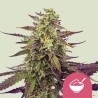 CEREAL MILK · Royal Queen Seeds · sementes de maconha · Fem