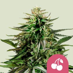 CHERRY PIE · Royal Queen Seeds · cannabis seeds · Fem
