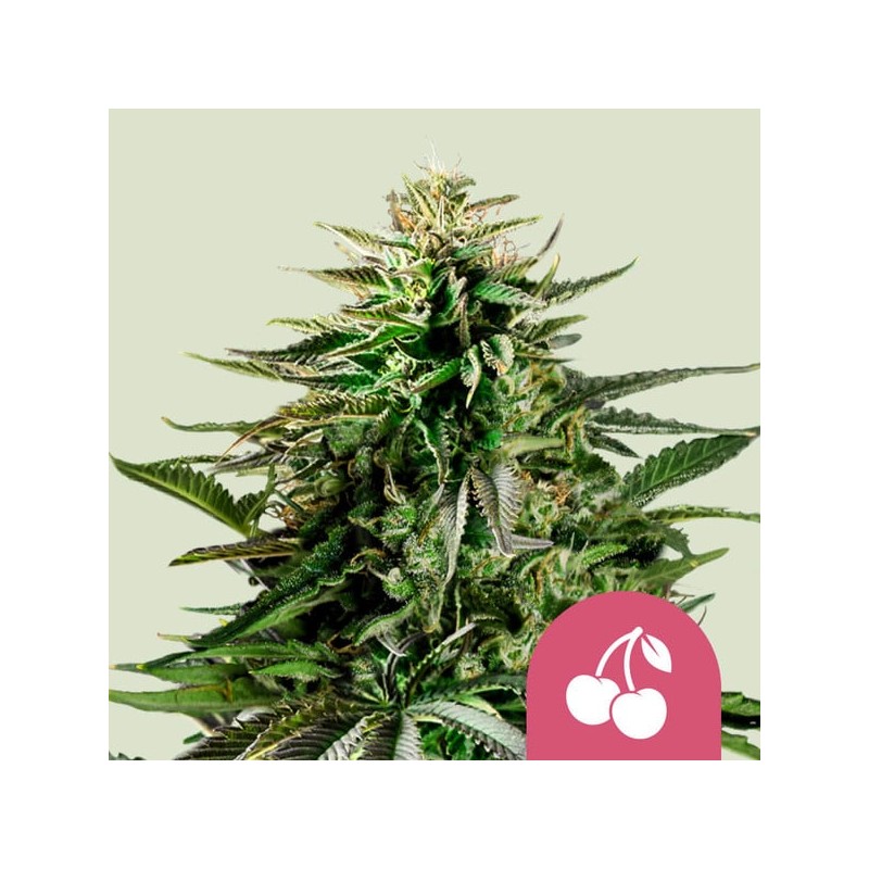 CHERRY PIE · Royal Queen Seeds · cannabis seeds · Fem