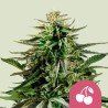 CHERRY PIE · Royal Queen Seeds · cannabis seeds · Fem
