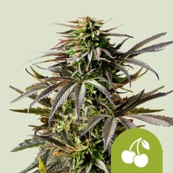 CHERRY PIE AUTO ·  Royal Queen Seeds · kenevir tohum · Disi · AutoFem
