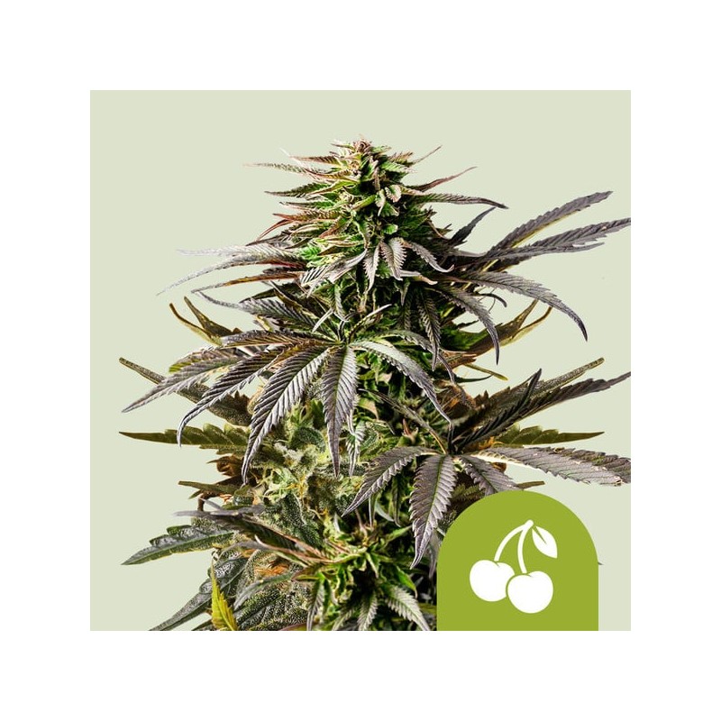 CHERRY PIE AUTO ·  Royal Queen Seeds · kenevir tohum · Disi · AutoFem