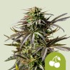 CHERRY PIE AUTO ·  Royal Queen Seeds · kenevir tohum · Disi · AutoFem