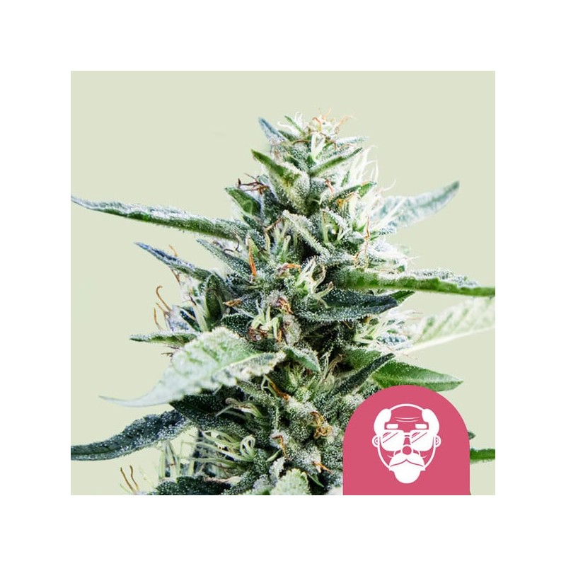 GRANDDADDY PURPLE · Royal Queen Seeds · cannabis samen · Fem