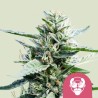 GRANDDADDY PURPLE · Royal Queen Seeds · sementes de maconha · Fem