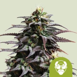 GRANDDADDY PURPLE AUTO · Royal Queen Seeds · graines de cannabis · AutoFem