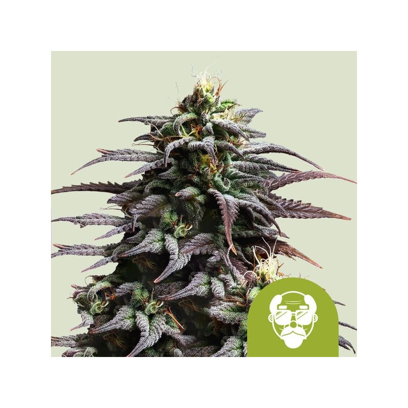 GRANDDADDY PURPLE AUTO · Royal Queen Seeds · kaufen cannabis samen · AutoFem
