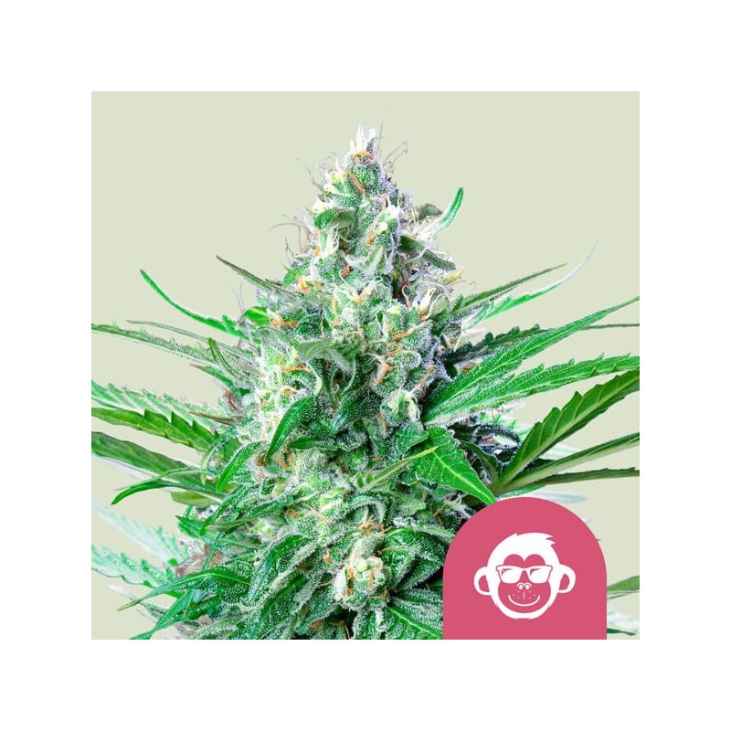GRAPE APE · Royal Queen Seeds · cannabis seeds · Fem