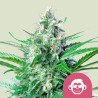 GRAPE APE · Royal Queen Seeds · sementes de maconha · Fem