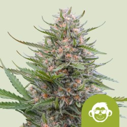 GRAPE APE AUTO ·  Royal Queen Seeds · kenevir tohum · Disi · AutoFem