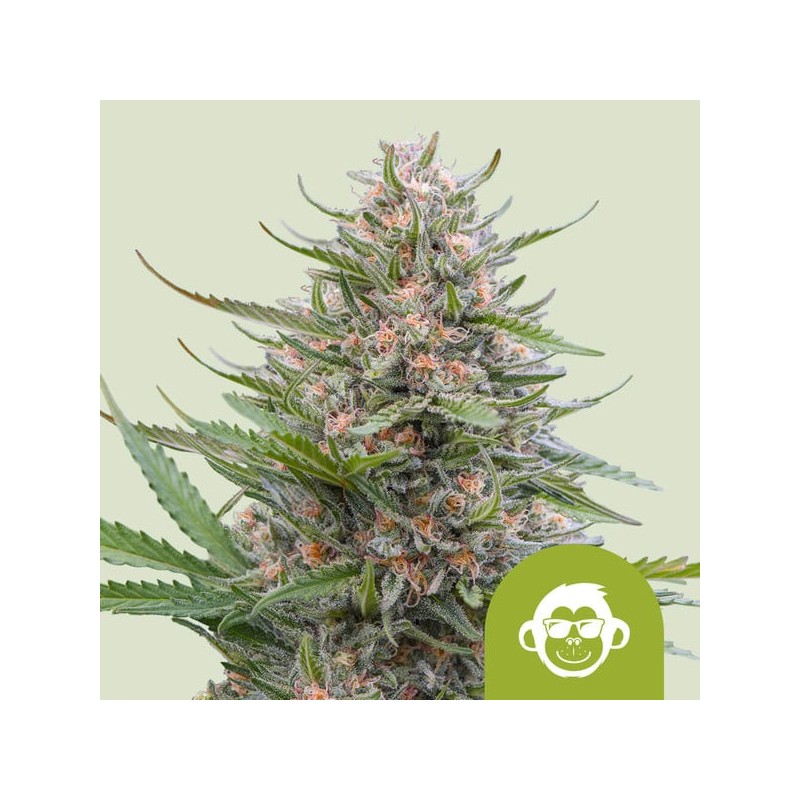 GRAPE APE AUTO ·  Royal Queen Seeds · kenevir tohum · Disi · AutoFem