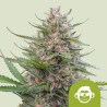 GRAPE APE AUTO · Royal Queen Seeds · sementes de maconha · AutoFem