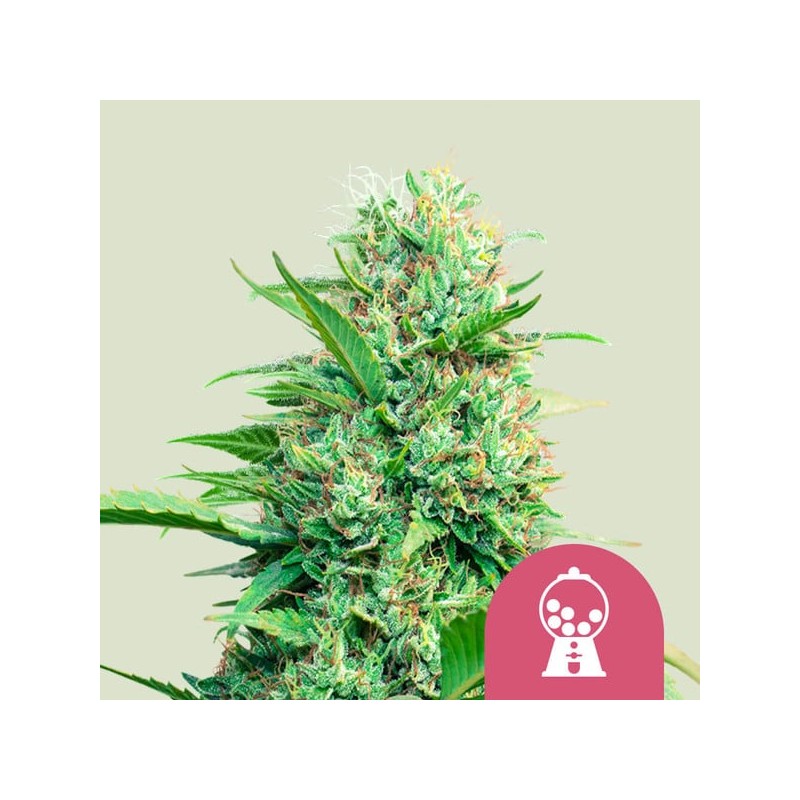 PINK RUNTZ · Royal Queen Seeds · kenevir tohum · Disi · Fem