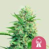 PINK RUNTZ · Royal Queen Seeds · graines de cannabis · Fem