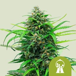 PINK RUNTZ AUTO · Royal Queen Seeds · graines de cannabis · AutoFem