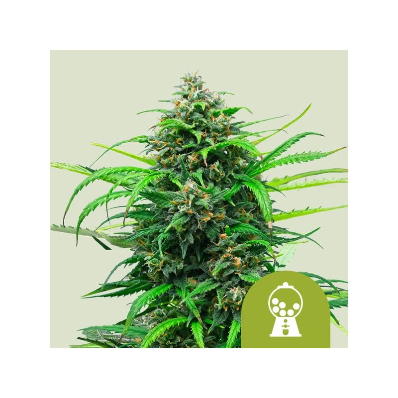 PINK RUNTZ AUTO ·  Royal Queen Seeds · kenevir tohum · Disi · AutoFem