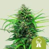 PINK RUNTZ AUTO · Royal Queen Seeds · kaufen cannabis samen · AutoFem