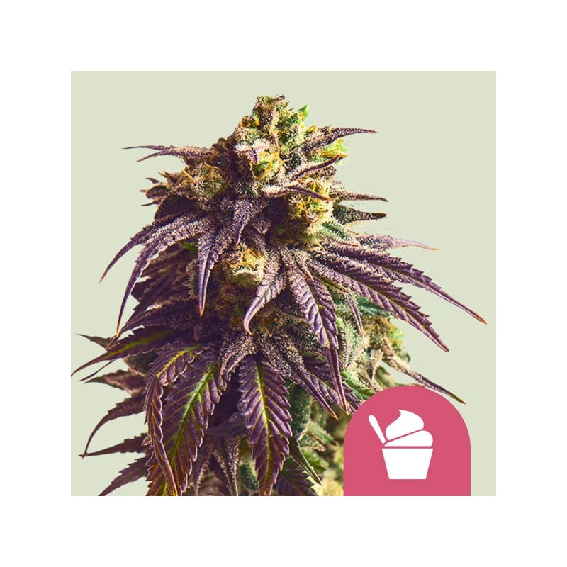 SUNDAE DRIVER · Royal Queen Seeds · cannabis seeds · Fem