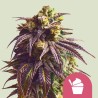 SUNDAE DRIVER · Royal Queen Seeds · cannabis samen · Fem