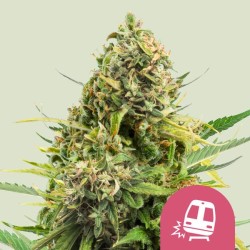 TRAINWRECK · Royal Queen Seeds · graines de cannabis · Fem