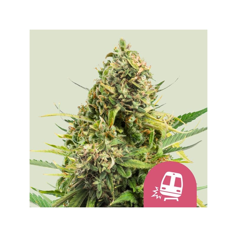 TRAINWRECK · Royal Queen Seeds · cannabis samen · Fem