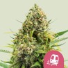 TRAINWRECK · Royal Queen Seeds · kenevir tohum · Disi · Fem