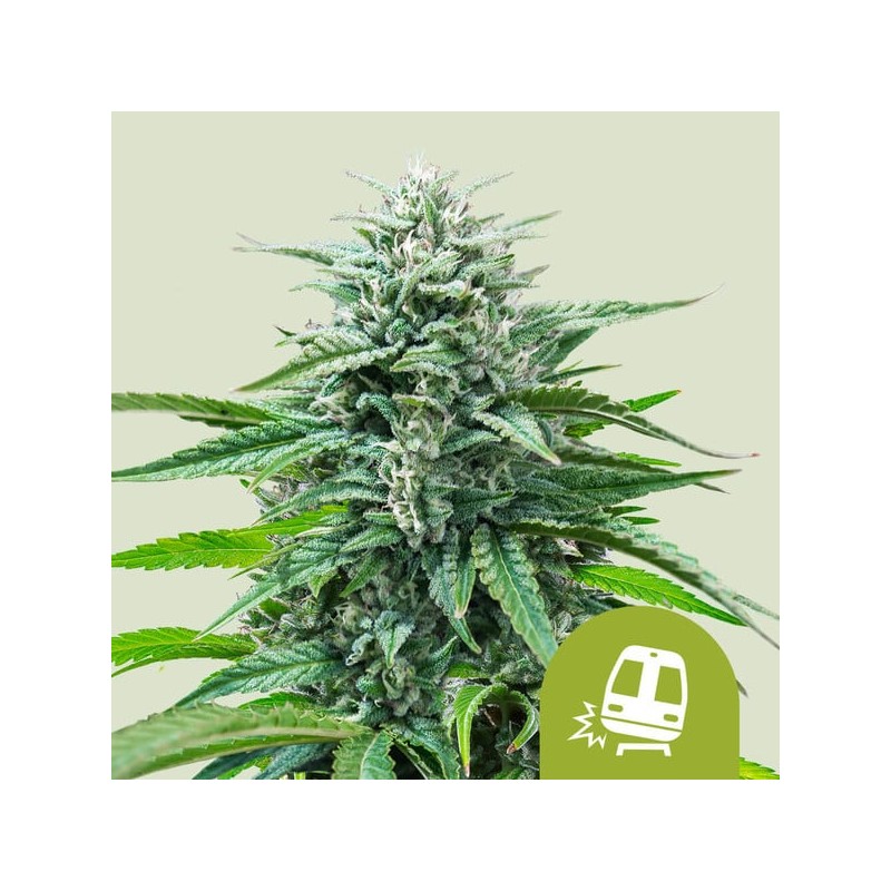 TRAINWRECK AUTO · Royal Queen Seeds · kaufen cannabis samen · AutoFem