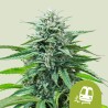 TRAINWRECK AUTO · Royal Queen Seeds · graines de cannabis · AutoFem