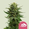 BLUE MISTIC · Royal Queen Seeds · cannabis seeds · Fem