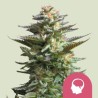 Amnesia Haze – Feminized Samen von Royal Queen Seeds