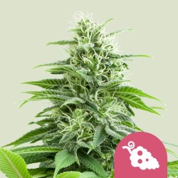 FRUIT SPIRIT · Royal Queen Seeds · kenevir tohum · Disi · Fem