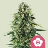 POWER FLOWER · Royal Queen Seeds · graines de cannabis · Fem