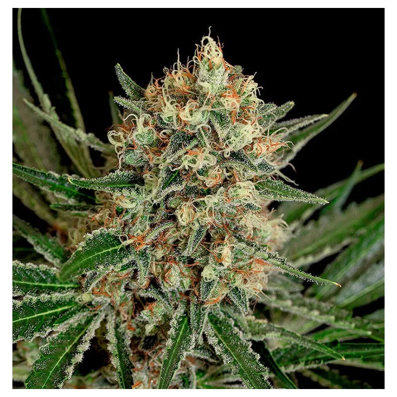 TXERRI BILBO HAZE · Genehtik · graines de cannabis · Fem